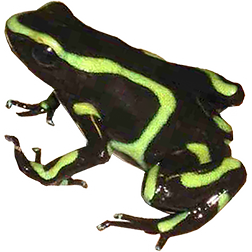 Colon Auratus